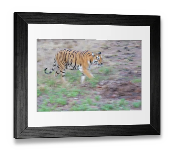 Framed Print : Bengal tiger (Panthera tigris tigris) walking, Tadoba Andhari Tiger Reserve, Chandrapur district, Maharashtra, India. Endangered Framed Print : Bengal tiger (Panthera tigris tigris) walking, Tadoba Andhari Tiger Reserve, Chandrapur district, Maharashtra, India. Endangered