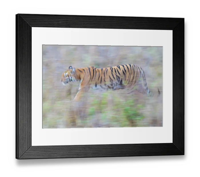 Framed Print : RF - Bengal tiger (Panthera tigris tigris) walking through vegetation, Tadoba Andhari Tiger Reserve, Chandrapur district, Maharashtra, India. Endangered Framed Print : RF - Bengal tiger (Panthera tigris tigris) walking through vegetation, Tadoba Andhari Tiger Reserve, Chandrapur district, Maharashtra, India. Endangered