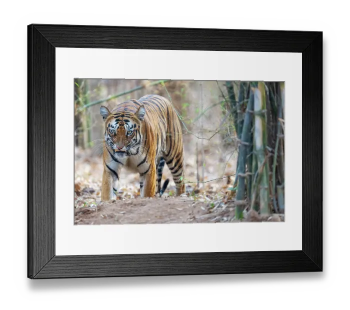 Framed Print : Bengal tiger (Panthera tigris tigris) walking through forest snarling after a fight with a Sloth bear, Tadoba Andhari Tiger Reserve, Chandrapur district, Maharashtra, India Framed Print : Bengal tiger (Panthera tigris tigris) walking through forest snarling after a fight with a Sloth bear, Tadoba Andhari Tiger Reserve, Chandrapur district, Maharashtra, India