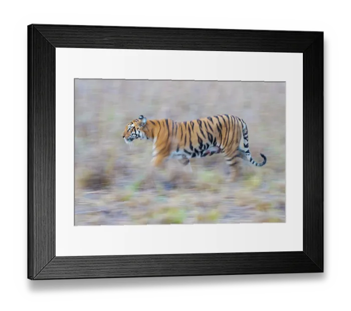 Framed Print : Bengal tiger (Panthera tigris tigris) walking, Tadoba Andhari Tiger Reserve, Chandrapur district, Maharashtra, India. Endangered Framed Print : Bengal tiger (Panthera tigris tigris) walking, Tadoba Andhari Tiger Reserve, Chandrapur district, Maharashtra, India. Endangered