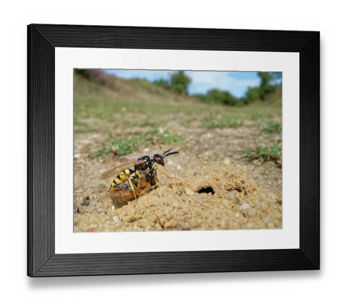 Framed Print : Bee wolf / Bee-killer wasp (Philanthus triangulum) female, at entrance to nest burrow with paralysed Honey bee (Apis mellifera) prey, Dorset, England, UK. August Framed Print : Bee wolf / Bee-killer wasp (Philanthus triangulum) female, at entrance to nest burrow with paralysed Honey bee (Apis mellifera) prey, Dorset, England, UK. August