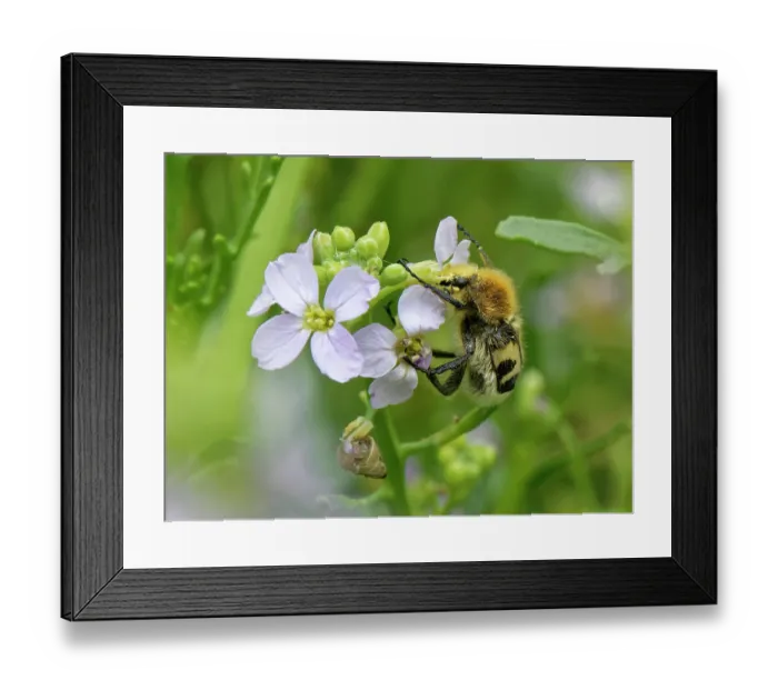 Framed Print : Bee beetle (Trichius fasciatus), a bumblebee mimic, feeding on Sea rocket (Cakile maritima) flowers, Kenfig National Nature Reserve, Glamorgan, Wales, UK. June