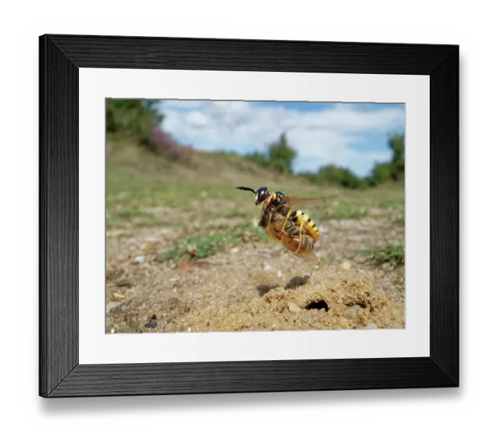 Framed Print : Bee wolf / Bee-killer wasp (Philanthus triangulum) female, in flight carrying paralysed Honey bee (Apis mellifera) prey, Dorset, England, UK. August Framed Print : Bee wolf / Bee-killer wasp (Philanthus triangulum) female, in flight carrying paralysed Honey bee (Apis mellifera) prey, Dorset, England, UK. August