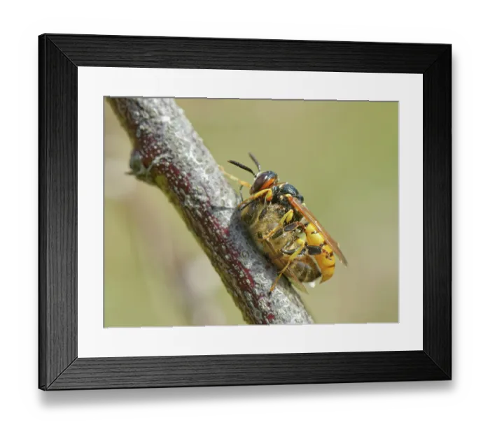 Framed Print : Bee wolf / Bee-killer wasp (Philanthus triangulum) female, resting on a plant stem with paralysed Honey bee (Apis mellifera) prey, Dorset, England, UK. August Framed Print : Bee wolf / Bee-killer wasp (Philanthus triangulum) female, resting on a plant stem with paralysed Honey bee (Apis mellifera) prey, Dorset, England, UK. August