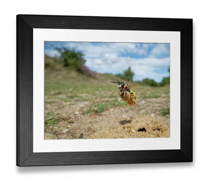 Framed Print : Bee wolf / Bee-killer wasp (Philanthus triangulum) female, in flight carrying paralysed Honey bee (Apis mellifera) prey, Dorset, England, UK. August Framed Print : Bee wolf / Bee-killer wasp (Philanthus triangulum) female, in flight carrying paralysed Honey bee (Apis mellifera) prey, Dorset, England, UK. August