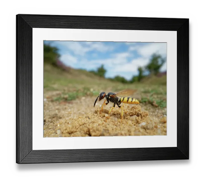 Framed Print : Bee wolf / Bee-killer wasp (Philanthus triangulum) female, landing at her nest burrow in a sandy path through heathland, Dorset, England, UK. August Framed Print : Bee wolf / Bee-killer wasp (Philanthus triangulum) female, landing at her nest burrow in a sandy path through heathland, Dorset, England, UK. August