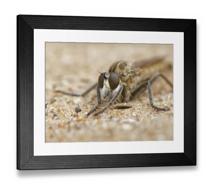 Framed Print : Dune robberfly (Philonicus albiceps) portrait, Merthyr Mawr National Nature Reserve, Glamorgan, Wales, UK. July Framed Print : Dune robberfly (Philonicus albiceps) portrait, Merthyr Mawr National Nature Reserve, Glamorgan, Wales, UK. July