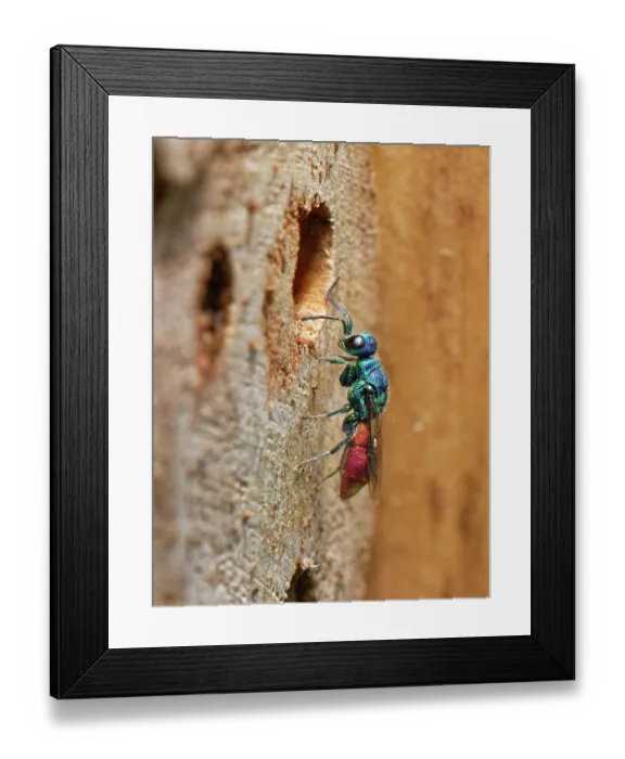 Framed Print : Ruby-tailed cuckoo wasp (Chrysis ignita) approaching a Potter wasp (Ancistrocerus sp.) nest hole in an insect hotel, Wiltshire, England, UK. August