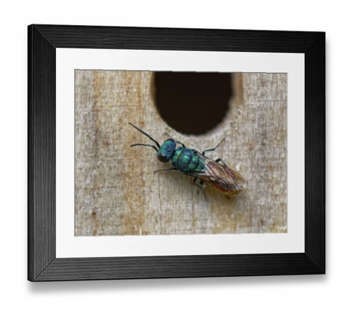 Framed Print : Ruby-tailed cuckoo wasp (Chrysis ignita) searching for Potter wasp (Ancistrocerus sp.) nests to parasitise in an insect hotel, Wiltshire, England, UK. August Framed Print : Ruby-tailed cuckoo wasp (Chrysis ignita) searching for Potter wasp (Ancistrocerus sp.) nests to parasitise in an insect hotel, Wiltshire, England, UK. August