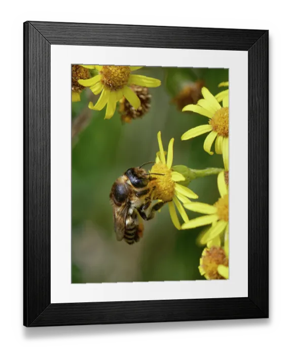 Framed Print : Coast leafcutter bee (Megachile maritima) nectaring on Common ragwort (Senecio jacobaea) flowers in coastal sand dunes, Merthyr Mawr National Nature Reserve, Glamorgan, Wales, UK