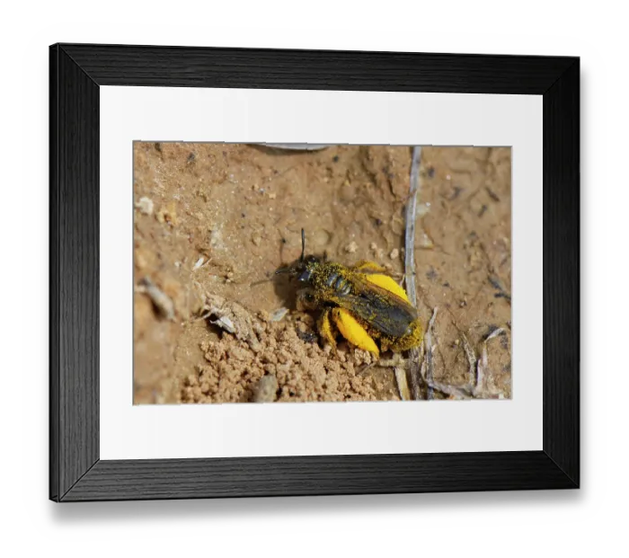 Framed Print : Black mining bee (Andrena pilipes) returning to nest burrow loaded with pollen, Cornwall, England, UK. June