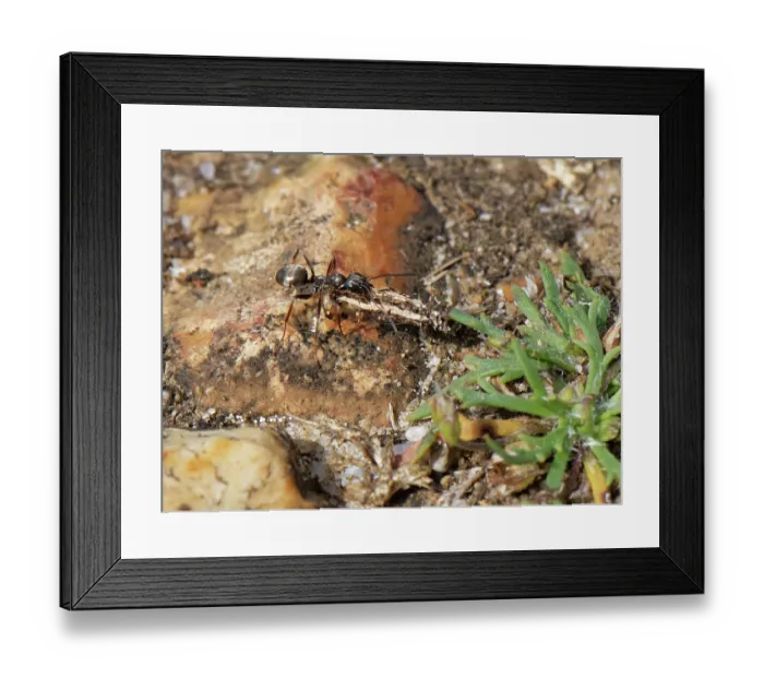 Framed Print : Silky ant (Formica fusca) worker dragging caterpillar prey to its nest in sandy heathland, Dorset, England, UK. August Framed Print : Silky ant (Formica fusca) worker dragging caterpillar prey to its nest in sandy heathland, Dorset, England, UK. August