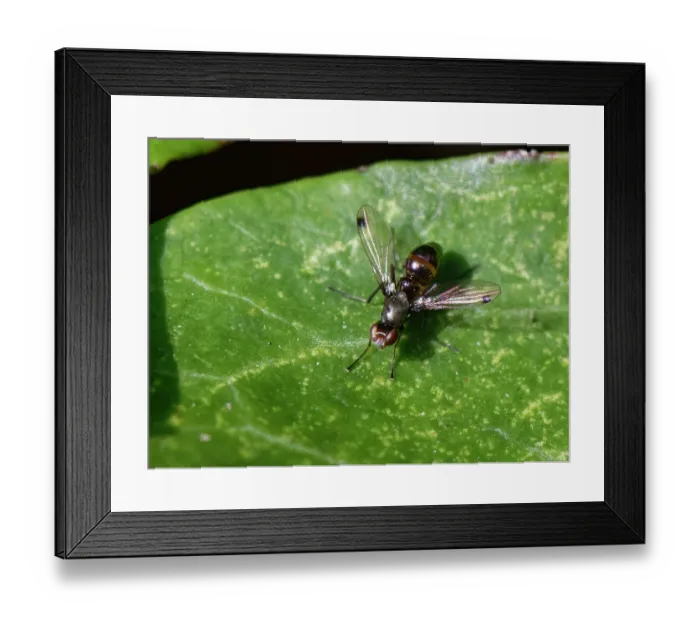 Framed Print : Black scavenger fly (Sepsis sp.) male, resting on an Ivy leaf (Hedera helix) flicking its wings, Wiltshire, England, UK. October Framed Print : Black scavenger fly (Sepsis sp.) male, resting on an Ivy leaf (Hedera helix) flicking its wings, Wiltshire, England, UK. October