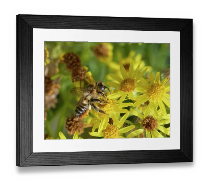 Framed Print : Coast leafcutter bee (Megachile maritima) nectaring on Common ragwort (Senecio jacobaea) flowers in coastal sand dunes, Merthyr Mawr National Nature Reserve, Glamorgan, Wales, UK