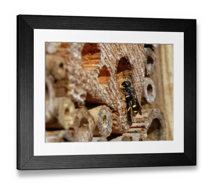 Framed Print : Digger wasp (Ectemnius sp.) inspecting a potential nest site in an insect hotel in a garden, Wiltshire, England, UK. June