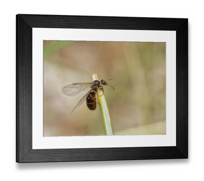 Framed Print : Black garden ant (Lasius niger) winged queen preparing to take flight from Marram grass in coastal sand dunes, Dorset, England, UK. July Framed Print : Black garden ant (Lasius niger) winged queen preparing to take flight from Marram grass in coastal sand dunes, Dorset, England, UK. July