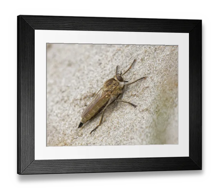 Framed Print : Dune robberfly (Philonicus albiceps) portrait, Merthyr Mawr National Nature Reserve, Glamorgan, Wales, UK. July Framed Print : Dune robberfly (Philonicus albiceps) portrait, Merthyr Mawr National Nature Reserve, Glamorgan, Wales, UK. July
