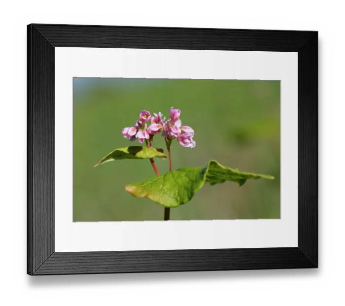 Framed Print : Buckwheat (Fagopyrum esculentum) flowering in a game cover crop, Wiltshire, England, UK. October Framed Print : Buckwheat (Fagopyrum esculentum) flowering in a game cover crop, Wiltshire, England, UK. October