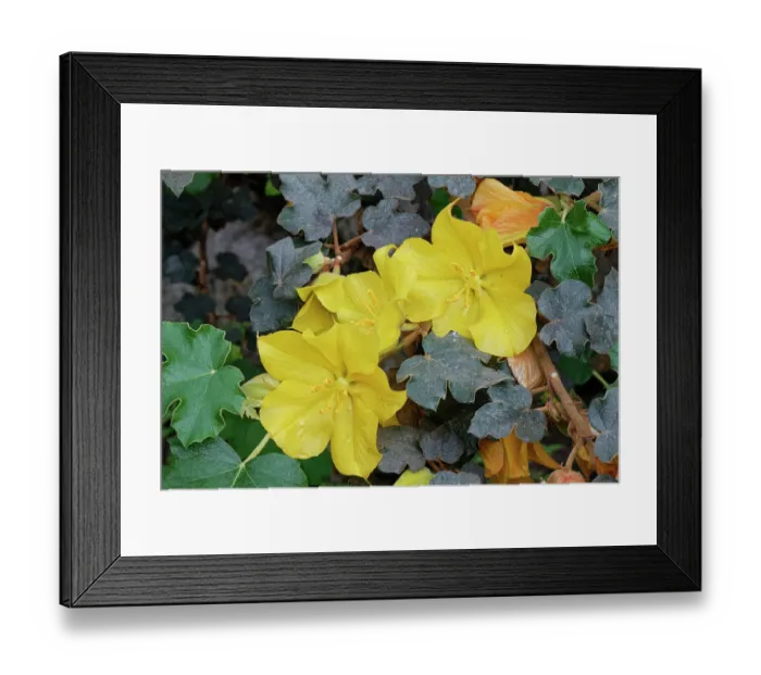 Framed Print : Flannel bush (Fremontodendron californicum) a montane species from western USA, flowering in the Mediterranean biome dome at the Eden Project, Cornwall, England, UK. March Framed Print : Flannel bush (Fremontodendron californicum) a montane species from western USA, flowering in the Mediterranean biome dome at the Eden Project, Cornwall, England, UK. March