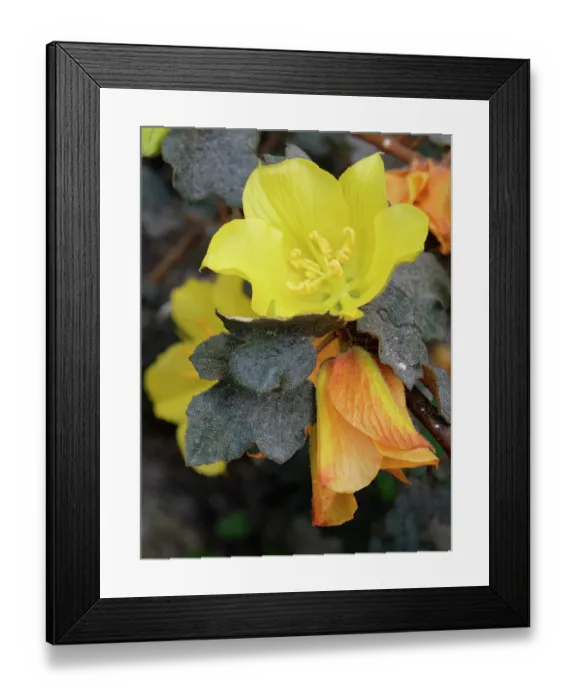 Framed Print : Flannel bush (Fremontodendron californicum) a montane species from western USA, flowering in the Mediterranean biome dome at the Eden Project, Cornwall, England, UK. March Framed Print : Flannel bush (Fremontodendron californicum) a montane species from western USA, flowering in the Mediterranean biome dome at the Eden Project, Cornwall, England, UK. March
