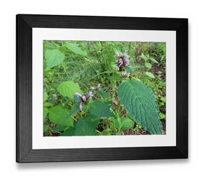 Framed Print : Common hemp-nettle (Galeopsis tetrahit) flowering in a damp woodland clearing, Renfrewshire, Scotland, UK. July Framed Print : Common hemp-nettle (Galeopsis tetrahit) flowering in a damp woodland clearing, Renfrewshire, Scotland, UK. July