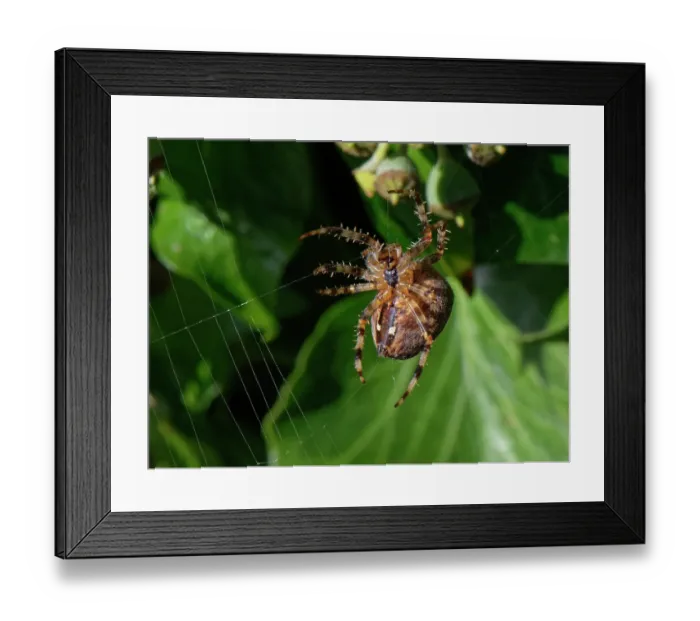 Framed Print : Garden cross spider (Araneus diadematus) female, spinning a web in an Ivy (Hedera helix) bush, Wiltshire, England, UK. October