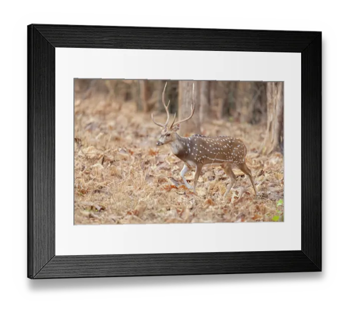 Framed Print : Chital / Spotted deer (Axis axis) walking through forest, Tadoba Andhari Tiger Reserve, Chandrapur district, Maharashtra, India Framed Print : Chital / Spotted deer (Axis axis) walking through forest, Tadoba Andhari Tiger Reserve, Chandrapur district, Maharashtra, India