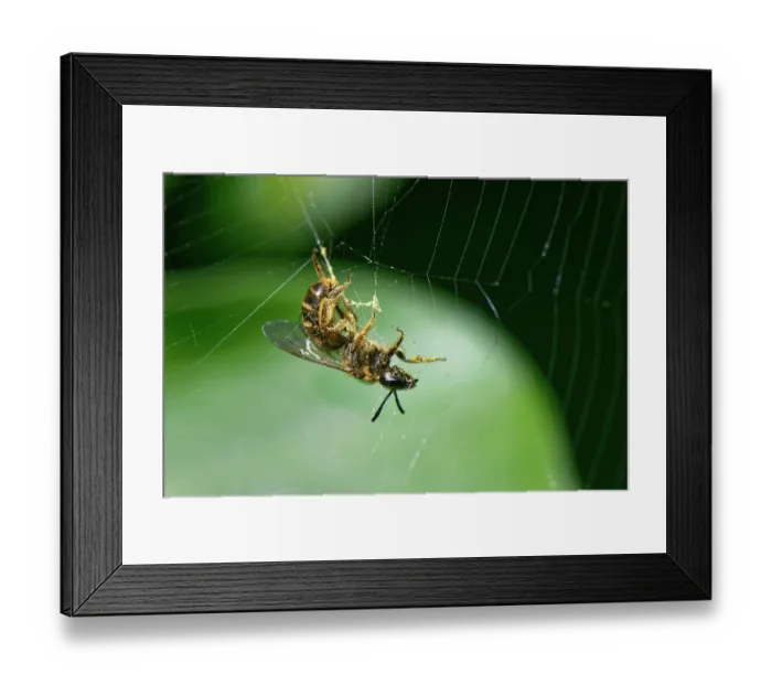 Framed Print : Slender mining bee (Lasioglossum calceatum) caught in the web of a Garden cross spider (Araneus diadematus), Wiltshire, England, UK. October Framed Print : Slender mining bee (Lasioglossum calceatum) caught in the web of a Garden cross spider (Araneus diadematus), Wiltshire, England, UK. October