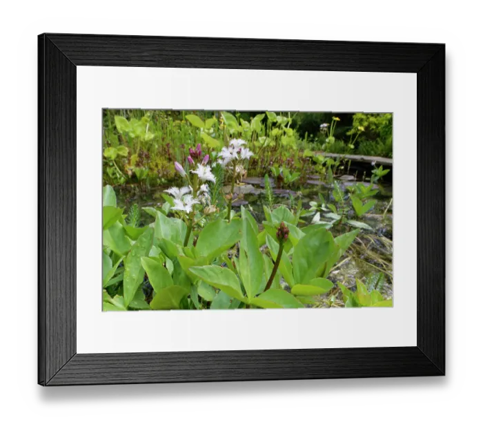 Framed Print : Bog bean (Menyanthes trifoliata) flowering in a garden pond, Wiltshire, England, UK. May Framed Print : Bog bean (Menyanthes trifoliata) flowering in a garden pond, Wiltshire, England, UK. May