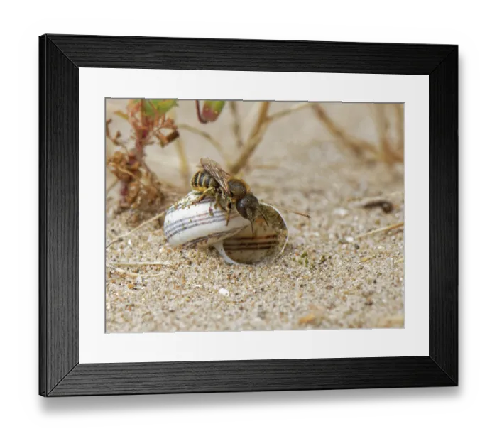 Framed Print : Gold-fringed mason bee (Osmia aurulenta) entering its nest in an old snail shell in coastal sand dunes, Merthyr Mawr National Nature Reserve, Glamorgan, Wales, UK. July Framed Print : Gold-fringed mason bee (Osmia aurulenta) entering its nest in an old snail shell in coastal sand dunes, Merthyr Mawr National Nature Reserve, Glamorgan, Wales, UK. July
