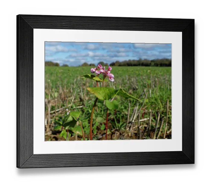 Framed Print : Buckwheat (Fagopyrum esculentum) flowering in a game cover crop, Wiltshire, England, UK. October Framed Print : Buckwheat (Fagopyrum esculentum) flowering in a game cover crop, Wiltshire, England, UK. October