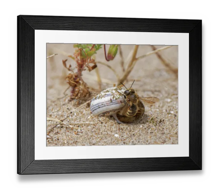 Framed Print : Gold-fringed mason bee (Osmia aurulenta) emerging from its nest in an old snail shell in coastal sand dunes, Merthyr Mawr National Nature Reserve, Glamorgan, Wales, UK. July