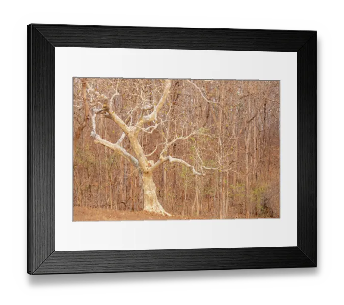 Framed Print : Ghost tree (Sterculia urens) in woodland, Tadoba Andhari Tiger Reserve, Chandrapur district, Maharashtra, India