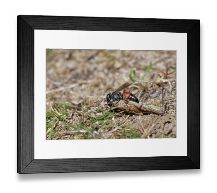 Framed Print : Red-banded grasshopper grabber wasp (Tachysphex pompiliformis) dragging a paralysed grasshopper nymph back to its nest burrow, food for its larvae, Dorset, England, UK. July Framed Print : Red-banded grasshopper grabber wasp (Tachysphex pompiliformis) dragging a paralysed grasshopper nymph back to its nest burrow, food for its larvae, Dorset, England, UK. July