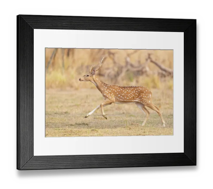 Framed Print : RF - Chital / Spotted deer (Axis axis) running, Tadoba Andhari Tiger Reserve, Chandrapur district, Maharashtra Framed Print : RF - Chital / Spotted deer (Axis axis) running, Tadoba Andhari Tiger Reserve, Chandrapur district, Maharashtra