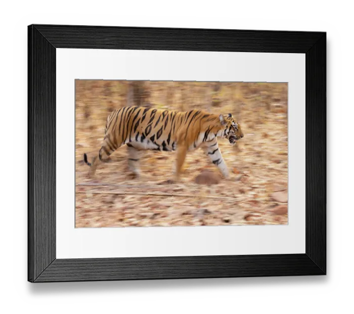 Framed Print : Bengal tiger (Panthera tigris tigris) walking through forest, Tadoba Andhari Tiger Reserve, Chandrapur district, Maharashtra, India. Endangered Framed Print : Bengal tiger (Panthera tigris tigris) walking through forest, Tadoba Andhari Tiger Reserve, Chandrapur district, Maharashtra, India. Endangered