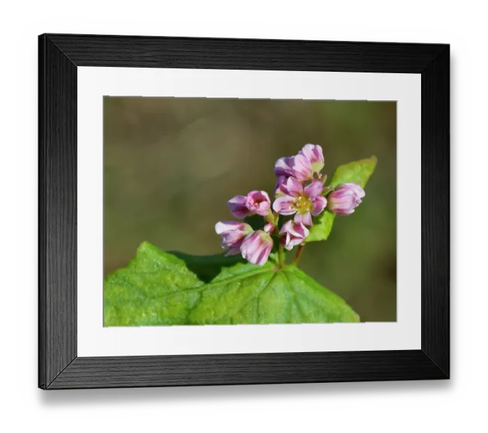 Framed Print : Buckwheat (Fagopyrum esculentum) flowering in a game cover crop, Wiltshire, England, UK. October Framed Print : Buckwheat (Fagopyrum esculentum) flowering in a game cover crop, Wiltshire, England, UK. October