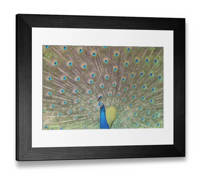 Framed Print : RF - Common peafowl (Pavo cristatus) male, displaying plumage, Tadoba Andhari Tiger Reserve, Chandrapur district, Maharashtra, India Framed Print : RF - Common peafowl (Pavo cristatus) male, displaying plumage, Tadoba Andhari Tiger Reserve, Chandrapur district, Maharashtra, India