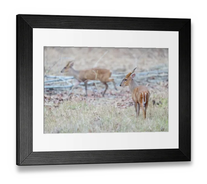 Framed Print : Two Indian muntjac (Muntiacus muntjak), Tadoba Andhari Tiger Reserve, Chandrapur district, Maharashtra, India Framed Print : Two Indian muntjac (Muntiacus muntjak), Tadoba Andhari Tiger Reserve, Chandrapur district, Maharashtra, India