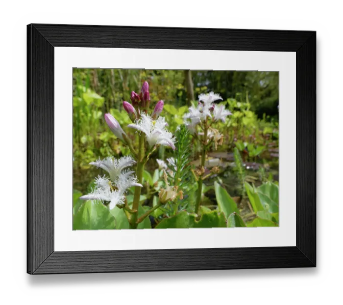 Framed Print : Bog bean (Menyanthes trifoliata) flowering in a garden pond, Wiltshire, England, UK. May Framed Print : Bog bean (Menyanthes trifoliata) flowering in a garden pond, Wiltshire, England, UK. May
