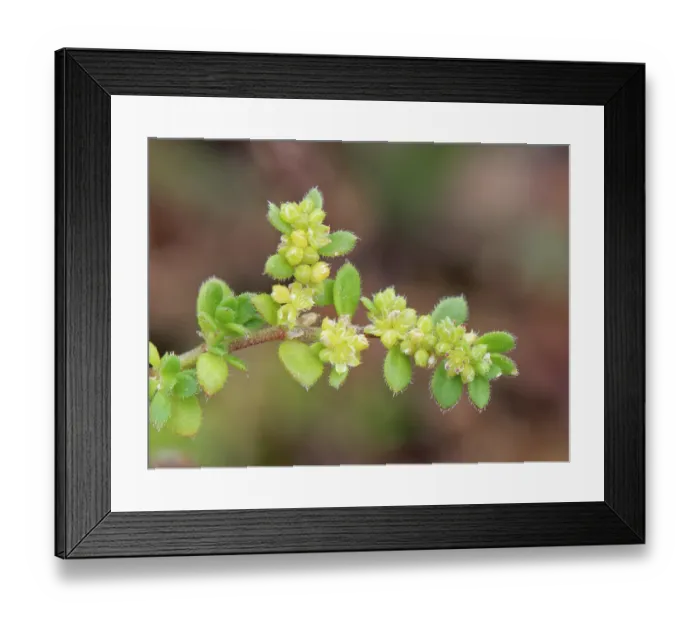 Framed Print : Fringed rupturewort (Herniaria ciliolata) in flower, The Lizard Peninsula, Cornwall, England, UK. June Framed Print : Fringed rupturewort (Herniaria ciliolata) in flower, The Lizard Peninsula, Cornwall, England, UK. June