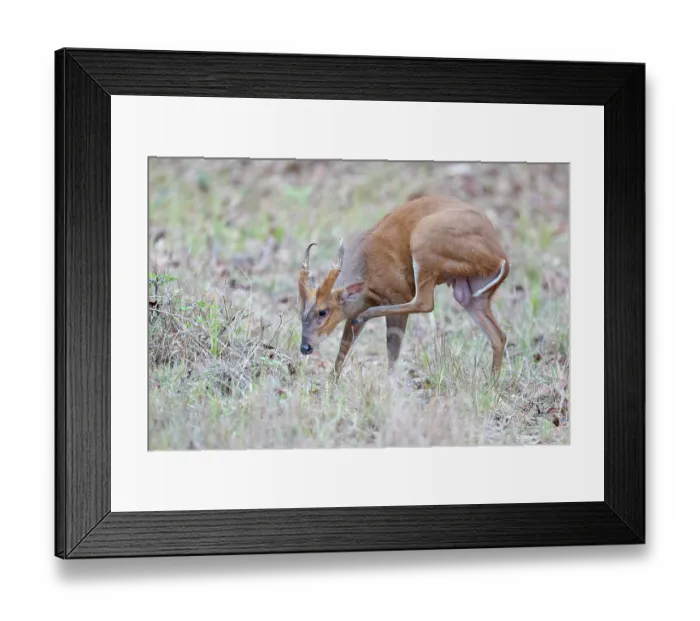 Framed Print : Indian muntjac (Muntiacus muntjak) scratching, Tadoba Andhari Tiger Reserve, Chandrapur district, Maharashtra, India Framed Print : Indian muntjac (Muntiacus muntjak) scratching, Tadoba Andhari Tiger Reserve, Chandrapur district, Maharashtra, India