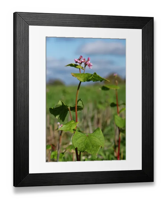 Framed Print : Buckwheat (Fagopyrum esculentum) flowering in a game cover crop, Wiltshire, England, UK. October Framed Print : Buckwheat (Fagopyrum esculentum) flowering in a game cover crop, Wiltshire, England, UK. October