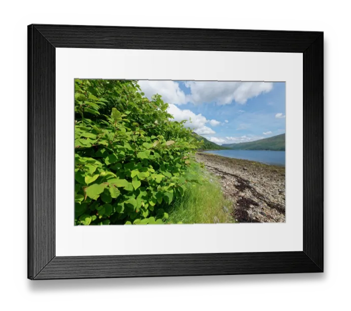Framed Print : Japanese knotweed (Fallopia japonica) dense stand flourishing by the shore of Loch Fyne, Argyll, Scotland, UK. July Framed Print : Japanese knotweed (Fallopia japonica) dense stand flourishing by the shore of Loch Fyne, Argyll, Scotland, UK. July