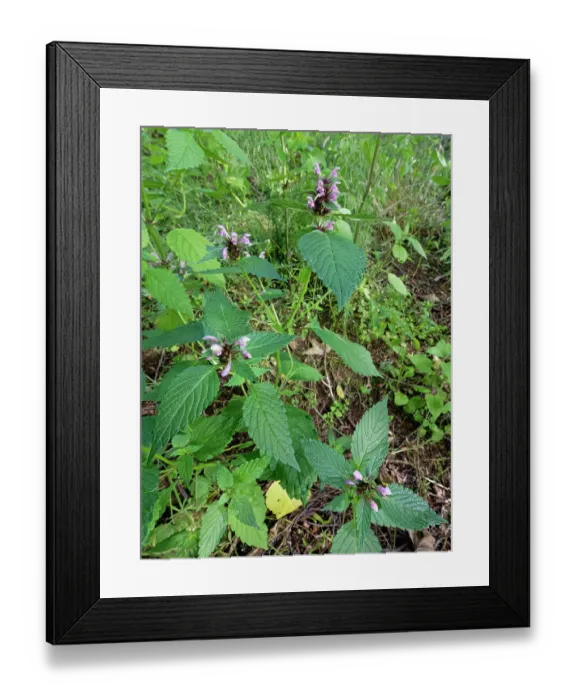 Framed Print : Common hemp-nettle (Galeopsis tetrahit) flowering in a damp woodland clearing, Renfrewshire, Scotland, UK. July Framed Print : Common hemp-nettle (Galeopsis tetrahit) flowering in a damp woodland clearing, Renfrewshire, Scotland, UK. July