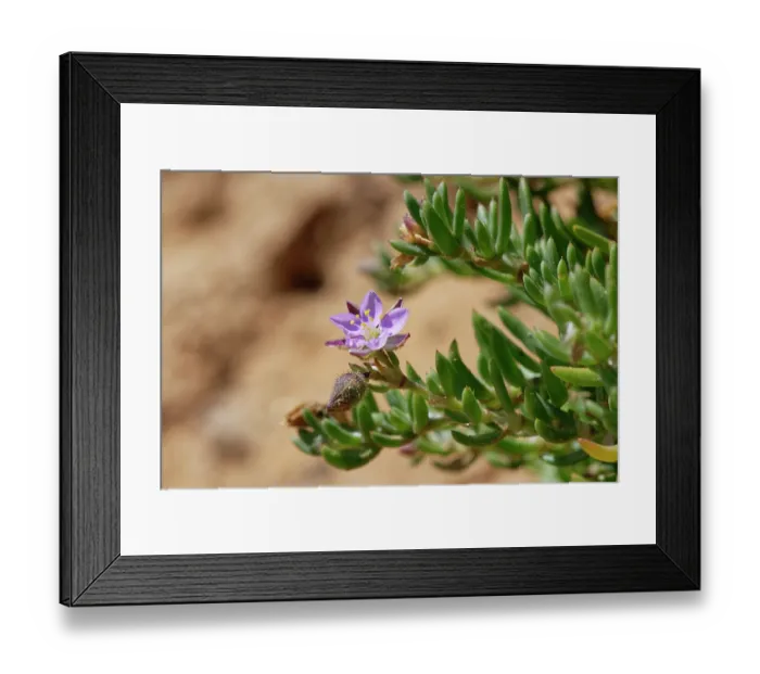 Framed Print : Rock sea spurrey (Spergularia rupicola) clump flowering on a sandy cliff face, The Lizard Peninsula, Cornwall, England, UK. June Framed Print : Rock sea spurrey (Spergularia rupicola) clump flowering on a sandy cliff face, The Lizard Peninsula, Cornwall, England, UK. June