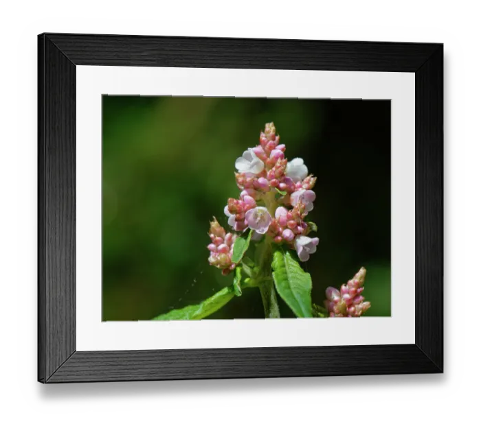 Framed Print : Lesser knotweed (Persicaria campanulata) a Himalayan species naturalised in the UK, in flower, The Lizard Peninsula, Cornwall, England, UK. June Framed Print : Lesser knotweed (Persicaria campanulata) a Himalayan species naturalised in the UK, in flower, The Lizard Peninsula, Cornwall, England, UK. June