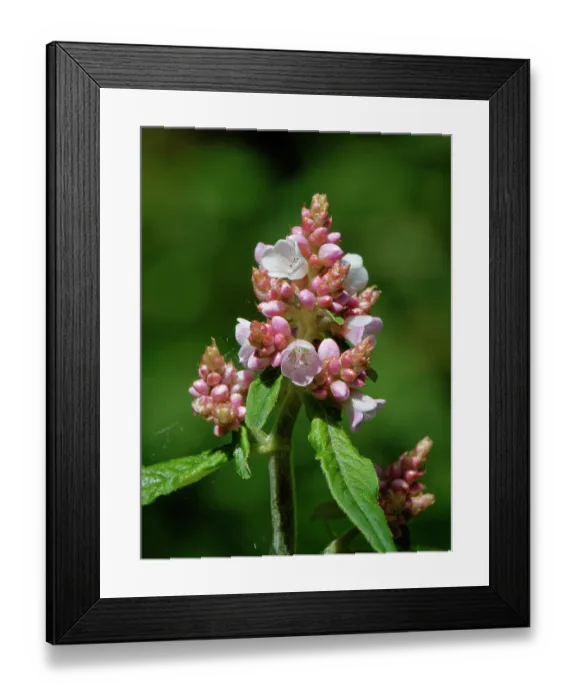 Framed Print : Lesser knotweed (Persicaria campanulata) a Himalayan species naturalised in the UK, in flower, The Lizard Peninsula, Cornwall, England, UK. June Framed Print : Lesser knotweed (Persicaria campanulata) a Himalayan species naturalised in the UK, in flower, The Lizard Peninsula, Cornwall, England, UK. June