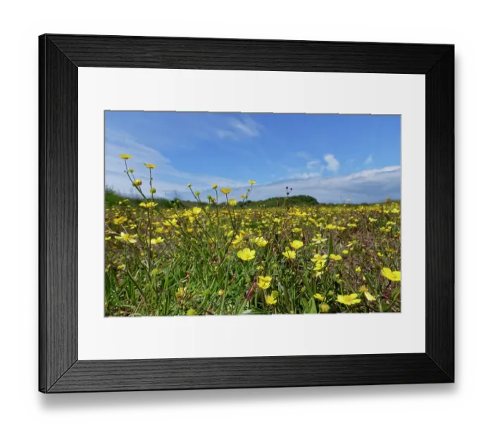 Framed Print : Lesser spearwort (Ranunculus flammula) flowering in a carpet on marshy coastal heathland, The Lizard, Cornwall, UK, June