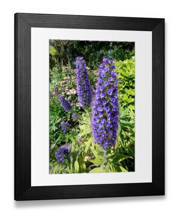 Framed Print : Pride of Madeira (Echium candicans) flowering in a garden flowerbed, The Lizard Peninsula, Cornwall, England, UK. June